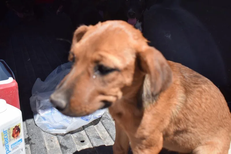 A baby medium-sized female Labrador Retriever dog named Skyler for adoption in Pahrump, NV