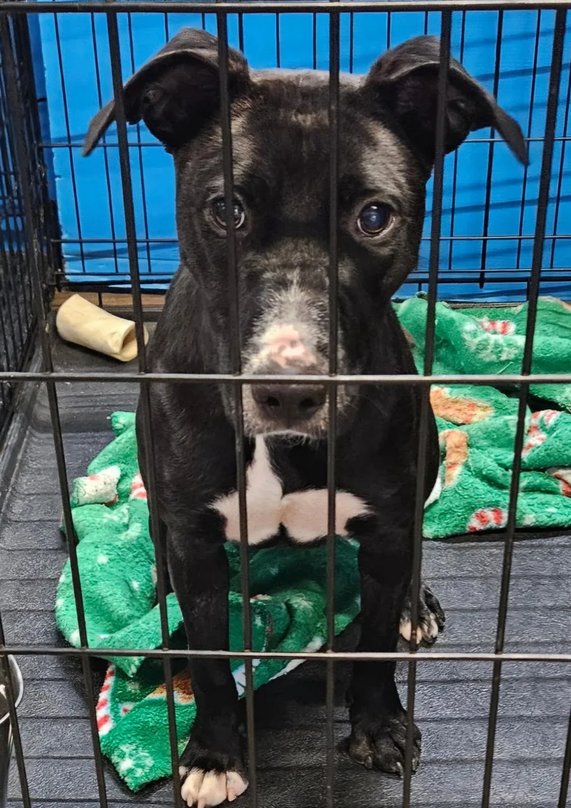 A young medium-sized female American Bully dog named Cher for adoption in Centerville, GA