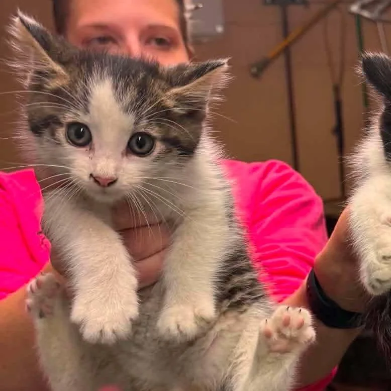 A baby small-sized male Brown / Chocolate Domestic Short Hair cat named Hoot for adoption in Edwardsville, IL