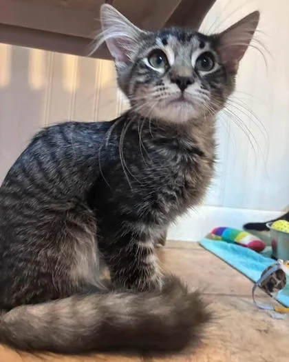 A baby small-sized male Domestic Medium Hair cat named Spicy Meatball for adoption in Bloomsburg, PA