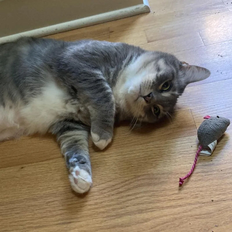 An adult medium-sized male Tabby (Gray / Blue / Silver) Domestic Short Hair cat named Spinach for adoption in Evanston, IL