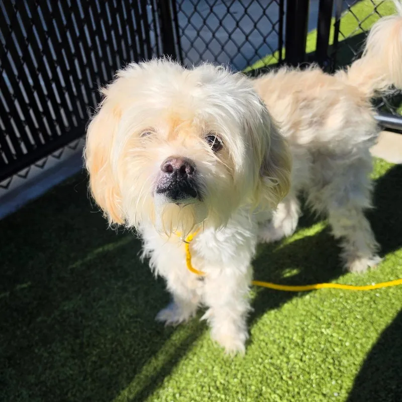 A senior medium-sized male White / Cream Poodle dog named Pang for adoption in Greensboro, NC