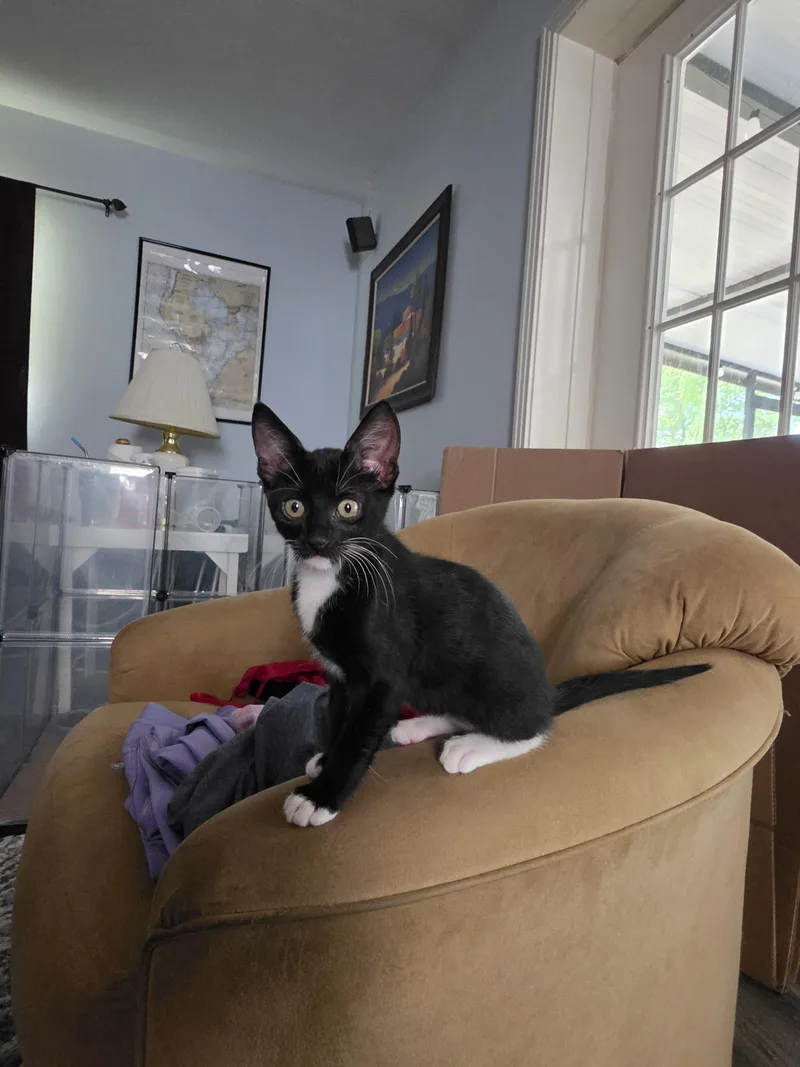 A baby small-sized female Domestic Short Hair cat named Rosie The Riveter for adoption in St Petersburg, FL