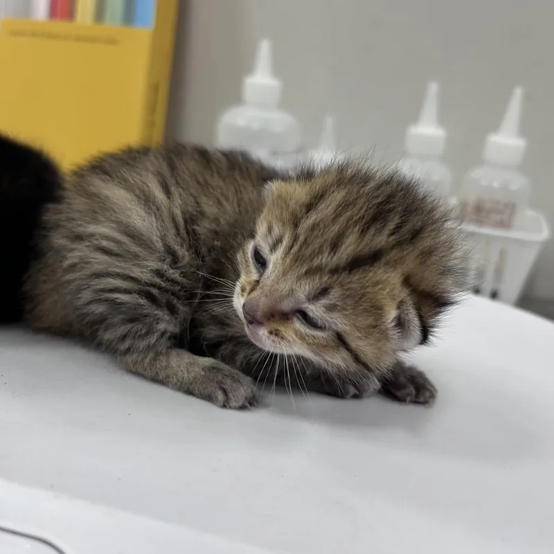 A baby small-sized male Black Domestic Short Hair cat named Hilly for adoption in Jacksonville, FL