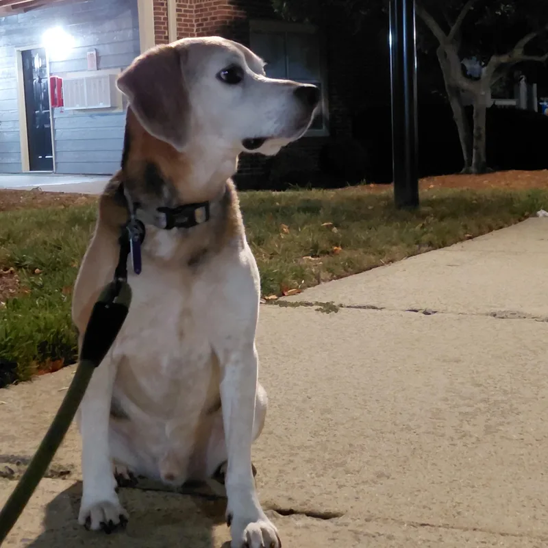 Louie