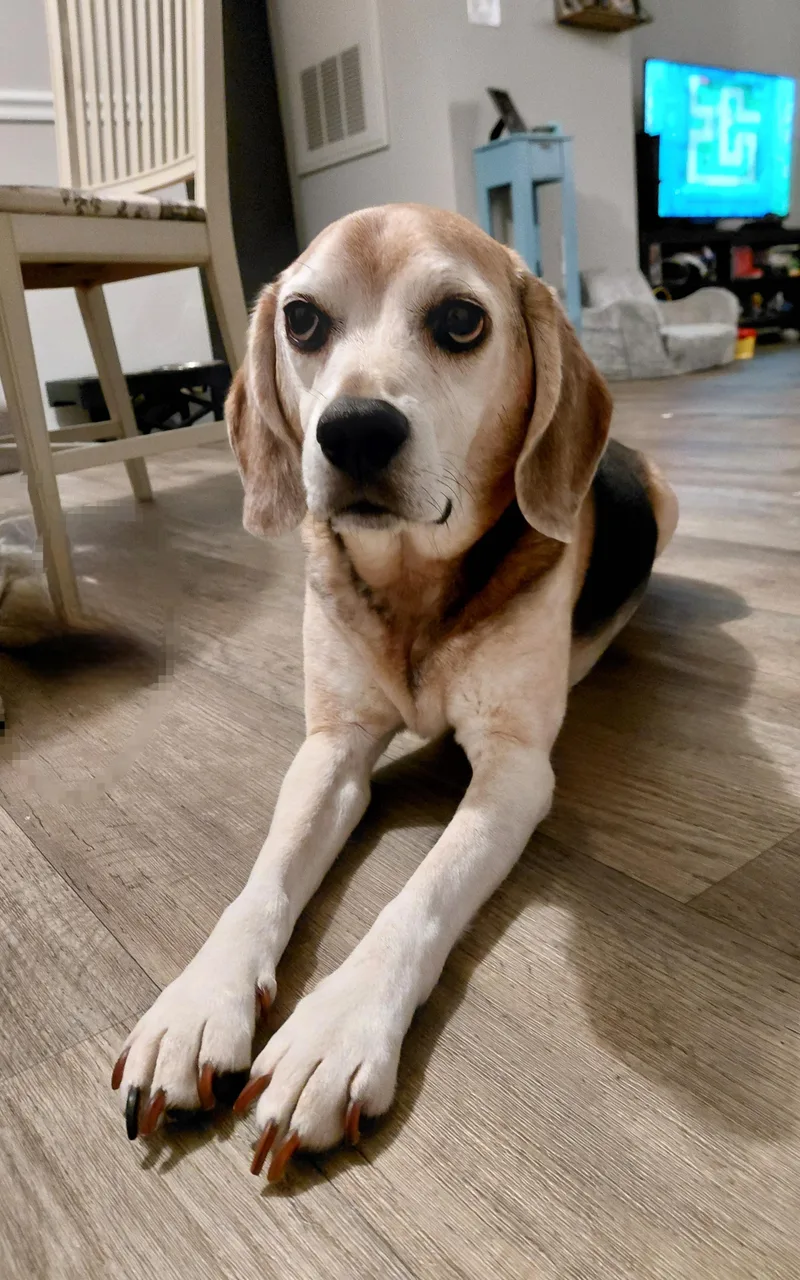Louie thumbnail 2
