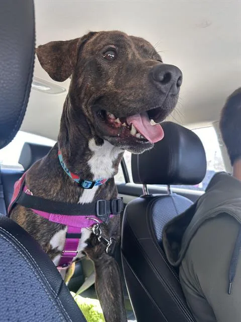 A young large-sized male Pit Bull Terrier dog named Bolo for adoption in Indianapolis, IN