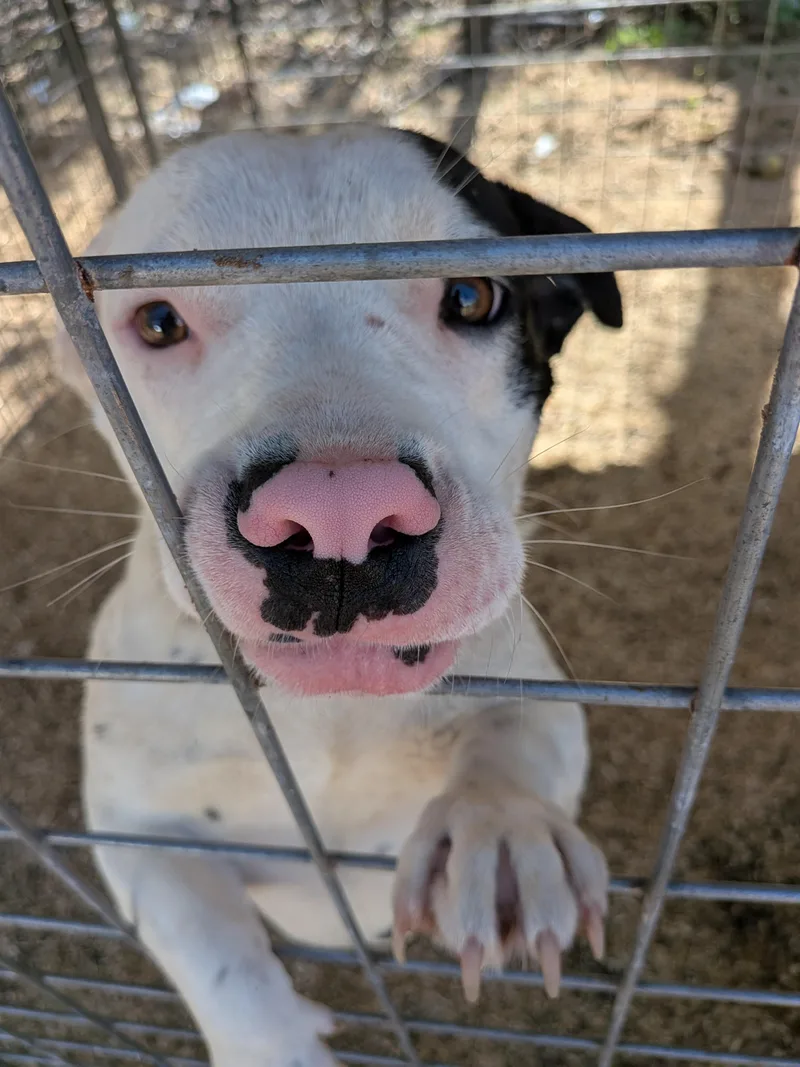 A young medium-sized female American Bulldog dog named Ren for adoption in Queen City, TX