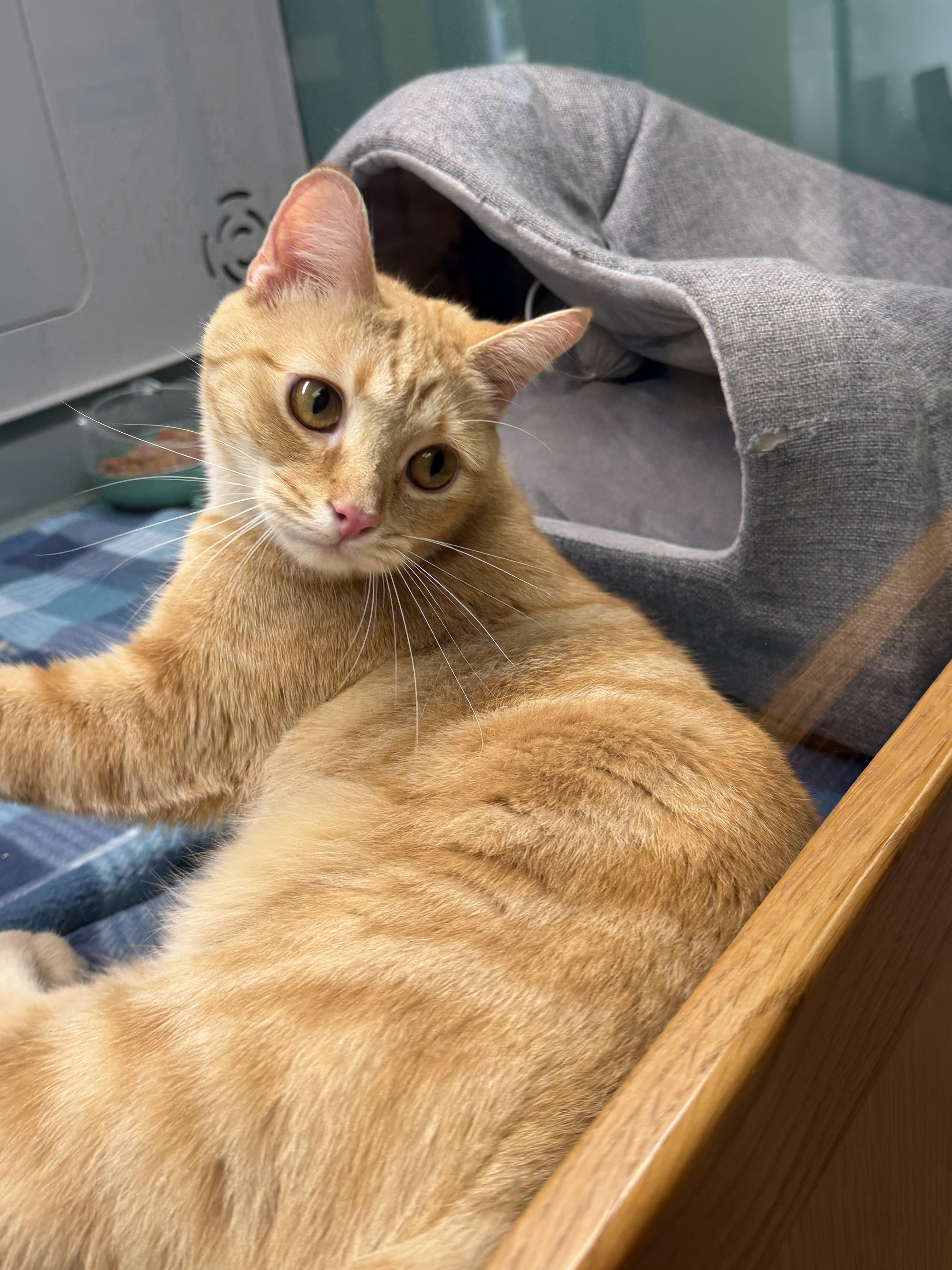 A young medium-sized female Tabby (Orange / Red) Domestic Short Hair cat named Phoenix for adoption in Suffolk, VA