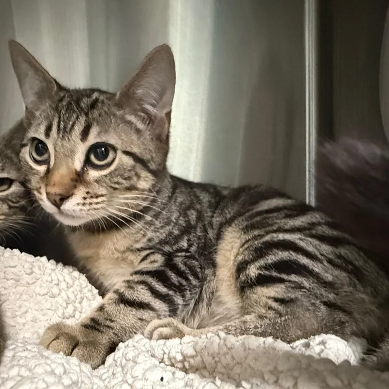 A baby small-sized male Brown / Chocolate Domestic Short Hair cat named Copper for adoption in Lakeland, FL