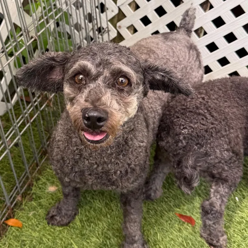 An adult small-sized female Black Poodle dog named Gracie for adoption in LOXAHATCHEE, FL