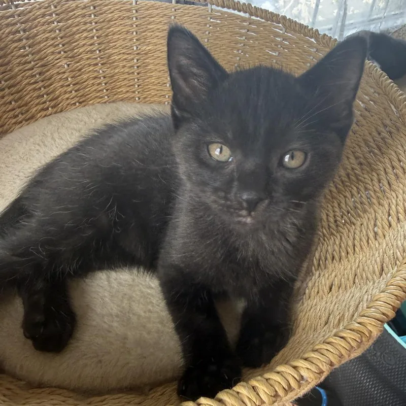 A baby small-sized male Black Domestic Short Hair cat named Duncan for adoption in Long Beach, CA