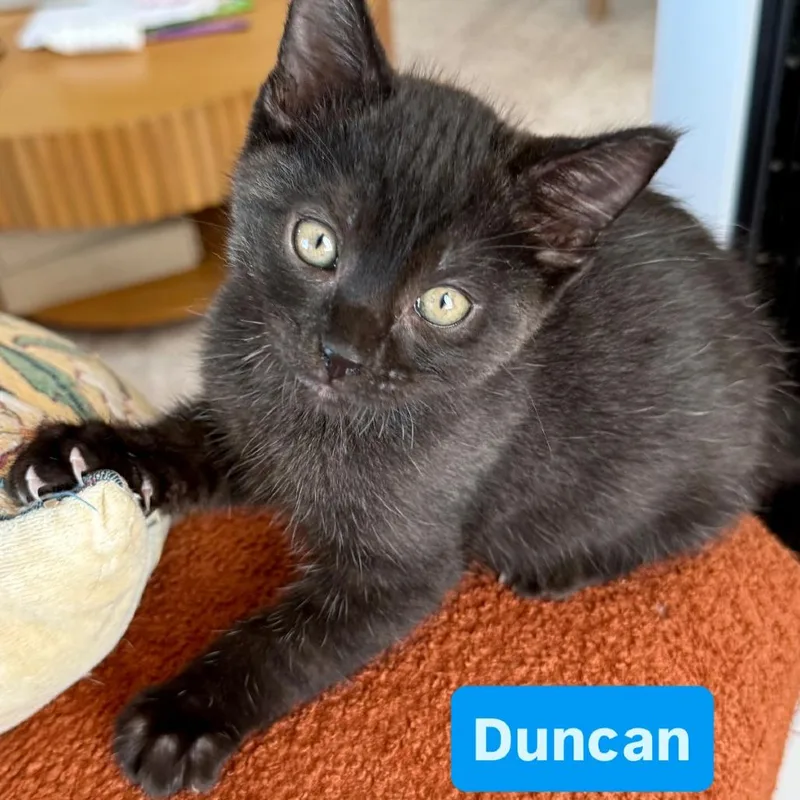 Duncan thumbnail 5