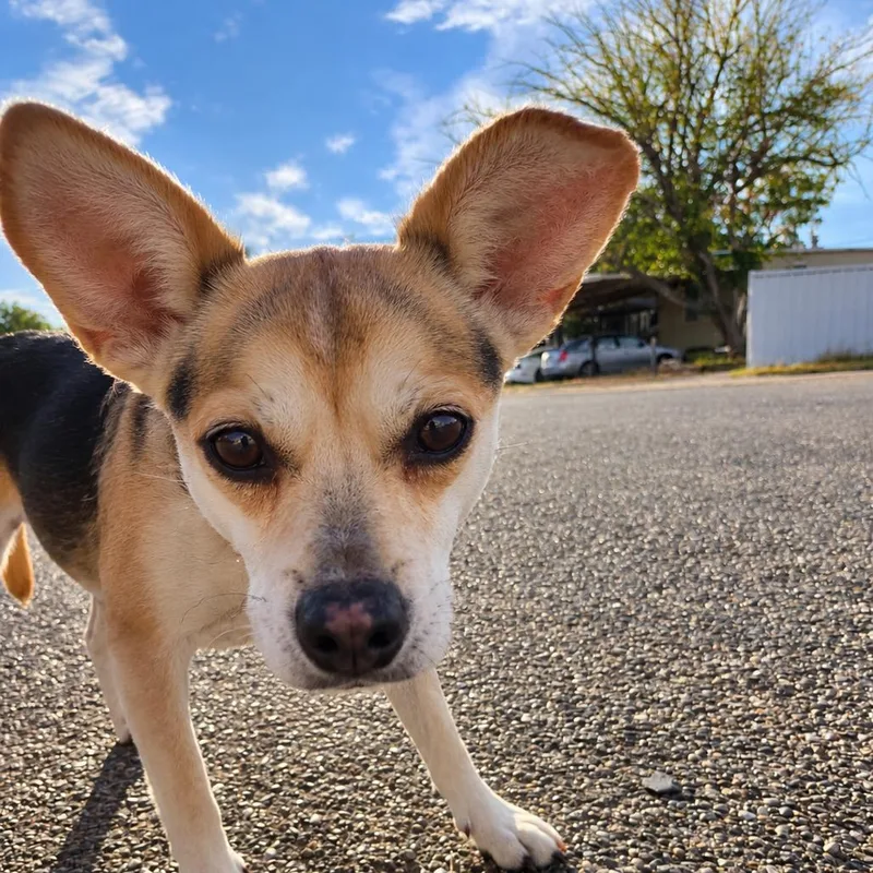 An adult small-sized female Dachshund dog named Charlie for adoption in Odessa, TX