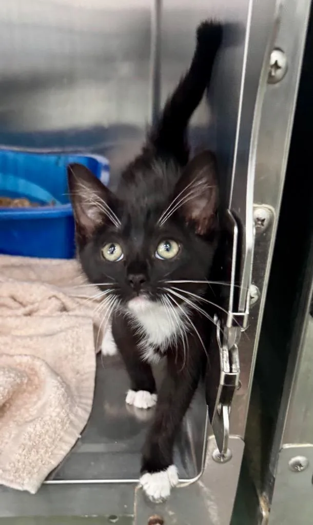 A baby medium-sized female Domestic Short Hair cat named Goblin for adoption in Danielsville, GA