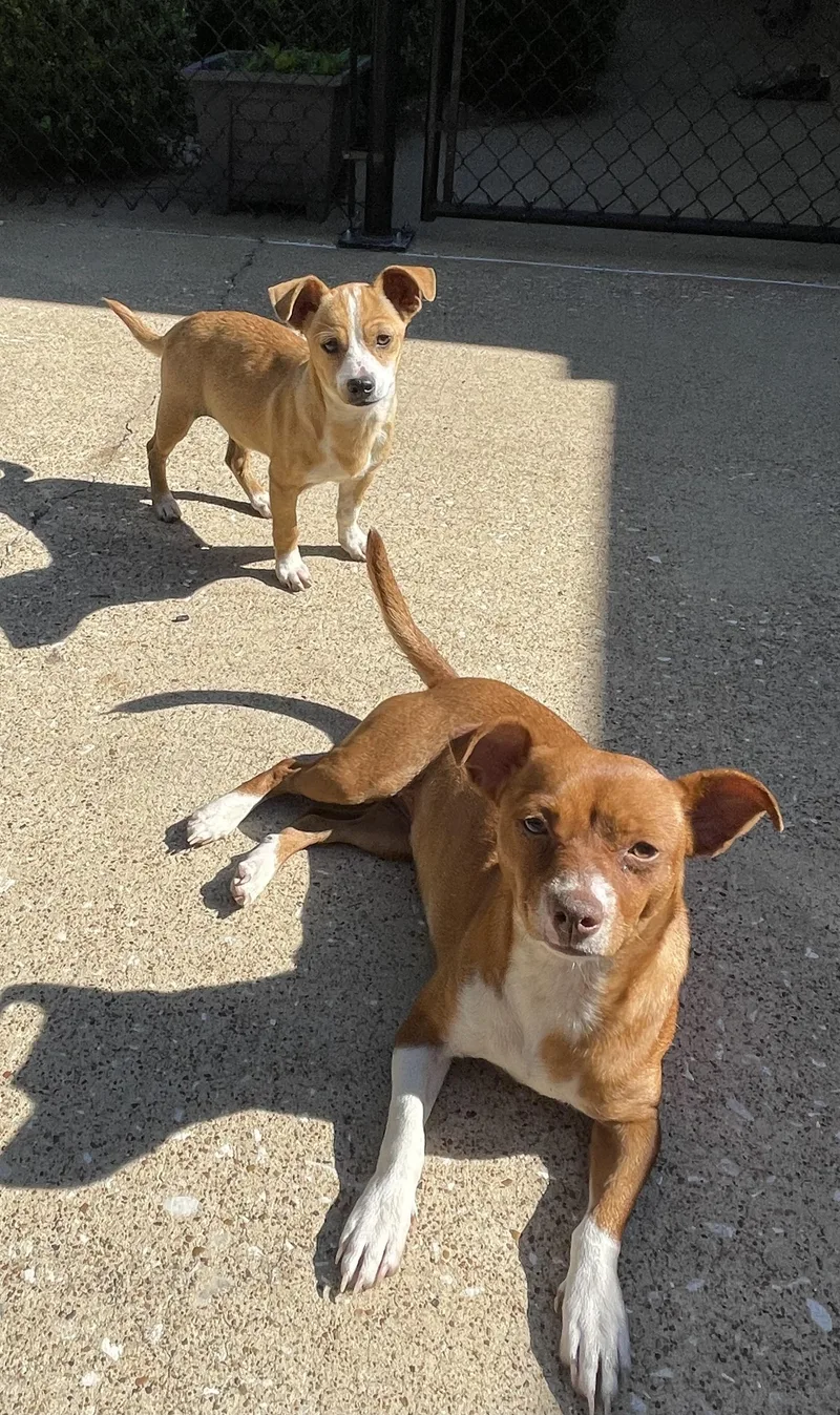 A baby small-sized male Red / Chestnut / Orange Terrier dog named Butterscotch & Copper for adoption in Fort Worth, TX