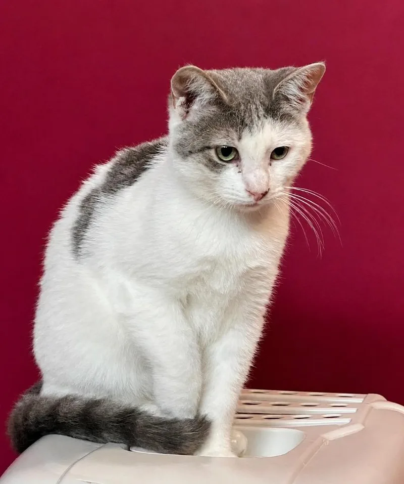 A baby small-sized male Domestic Short Hair cat named Pewter for adoption in Gorham, ME