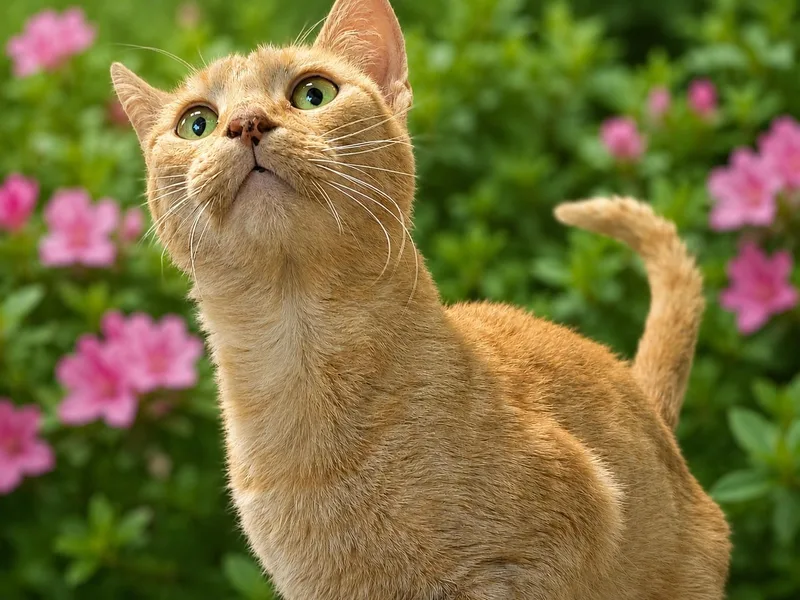 A young medium-sized female Orange & White Domestic Short Hair cat named Slinky for adoption in Charlotte, NC