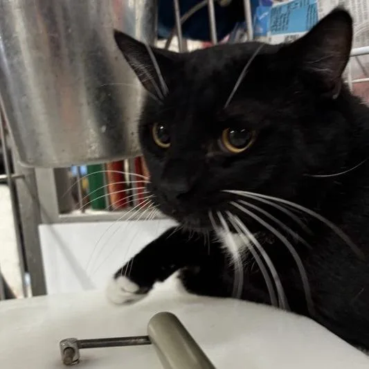 A young medium-sized male Black Domestic Short Hair cat named Remy for adoption in New York, NY