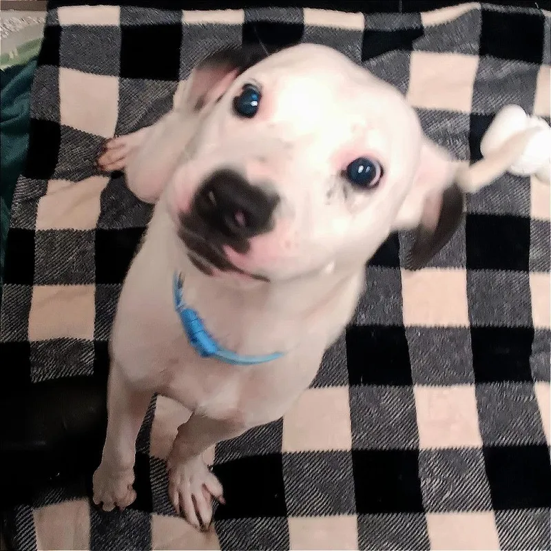 An adult medium-sized male White / Cream Mixed Breed dog named Robert for adoption in Washington Township, OH