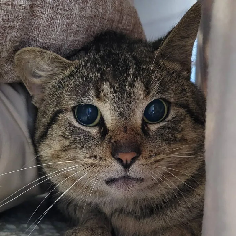 An adult medium-sized male Brown / Chocolate Domestic Short Hair cat named Fire Fox for adoption in Nashville, IN