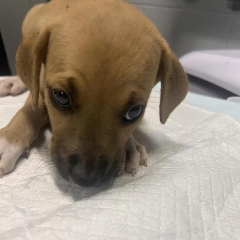 A baby small-sized female Yellow / Tan / Blond / Fawn Mixed Breed dog named Ash for adoption in Summerville, SC