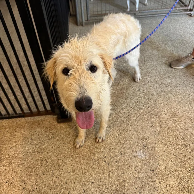 A young large-sized female Red / Chestnut / Orange Standard Poodle dog named Shelby for adoption in Brownsboro, AL