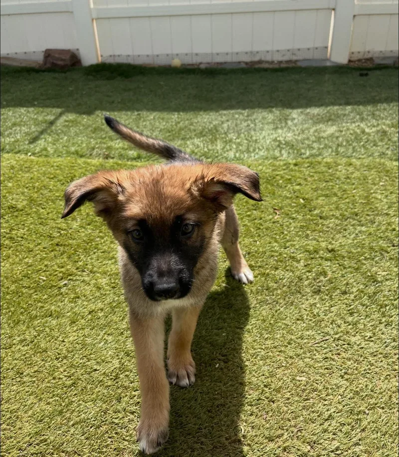 Shepherd Girls thumbnail 3