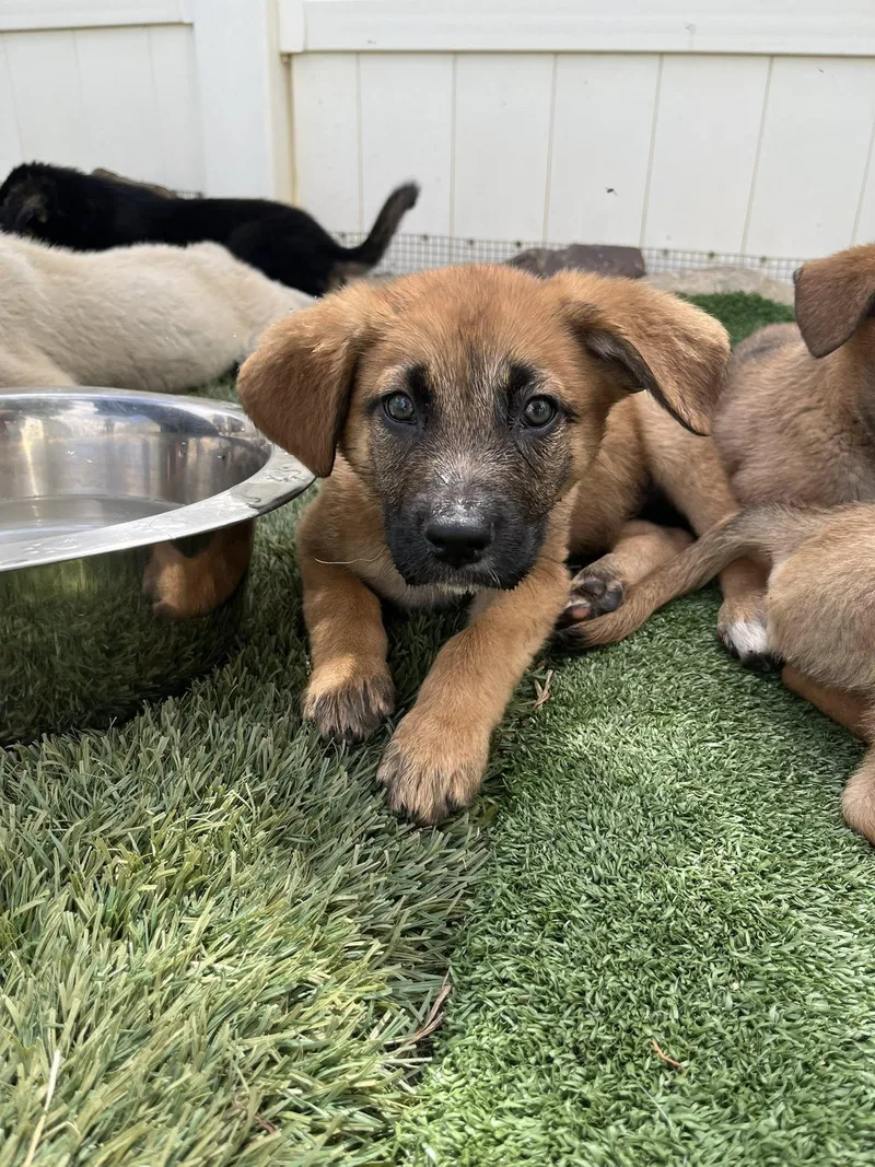 Shepherd Girls thumbnail 4