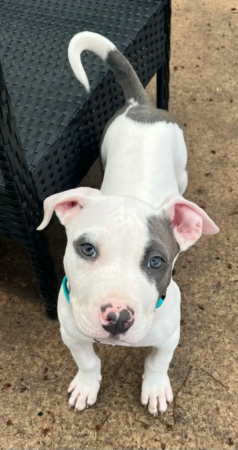 Gus