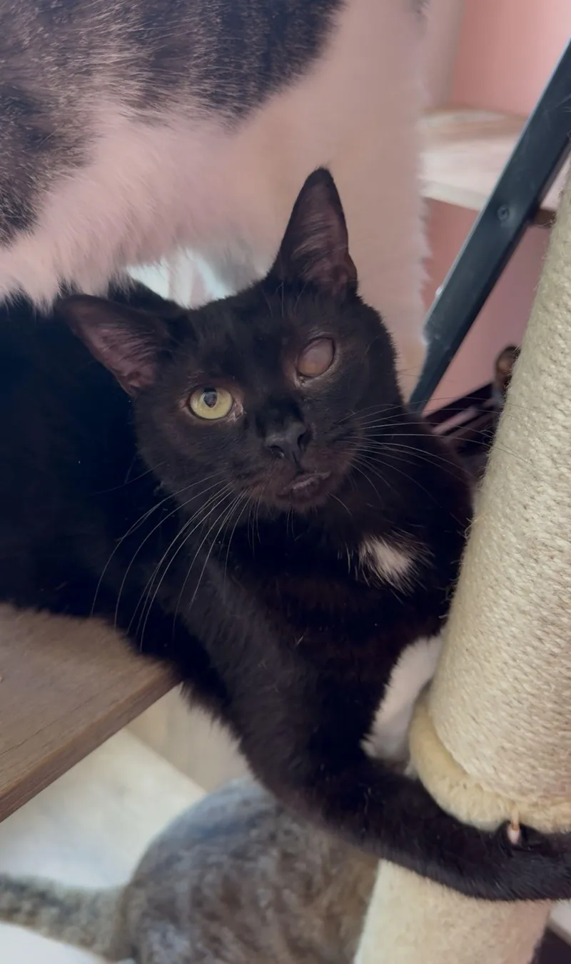 An adult medium-sized male Black Domestic Short Hair cat named Adrian for adoption in New York, NY