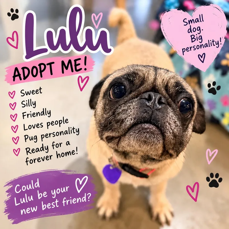 An adult small-sized female Pug dog named Duchess Lulu Pugglington for adoption in North Vernon, IN