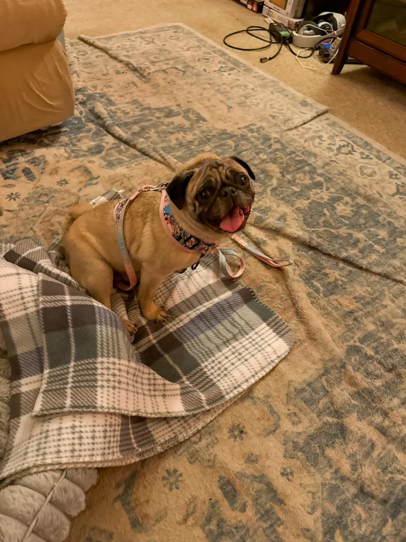 Duchess Lulu Pugglington thumbnail 2