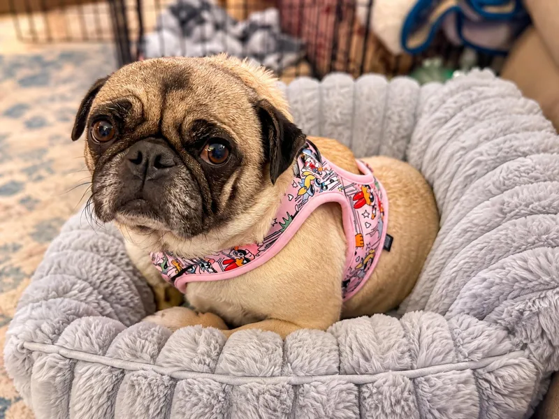 Duchess Lulu Pugglington thumbnail 3