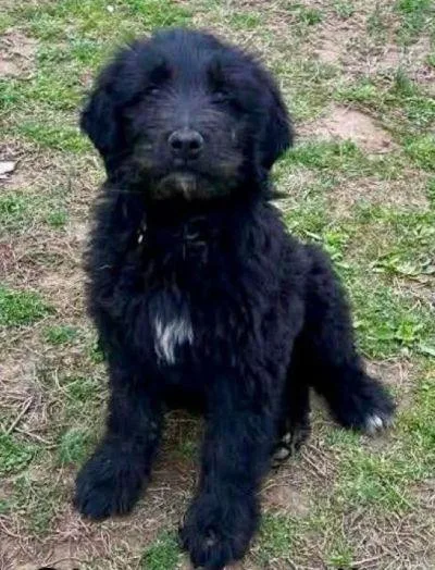 A young medium-sized male Labradoodle dog named Simon for adoption in Monticello, NY