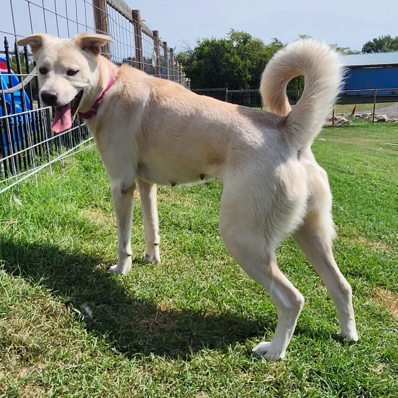 An adult medium-sized female Apricot / Beige Great Pyrenees dog named Stella Bella for adoption in Weatherford, TX
