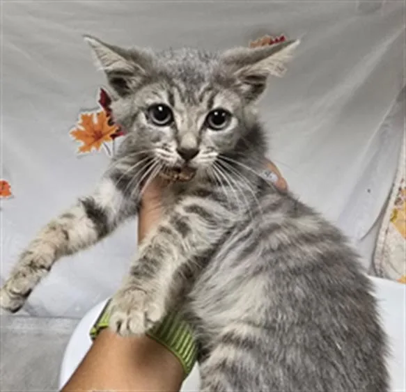 A young small-sized female Domestic Short Hair cat named Bubby for adoption in Riverside, CA