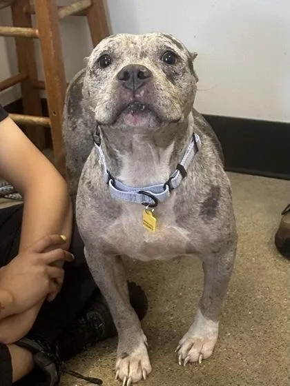 An adult medium-sized female White / Cream Pit Bull Terrier dog named Malibu for adoption in Cleveland, OH