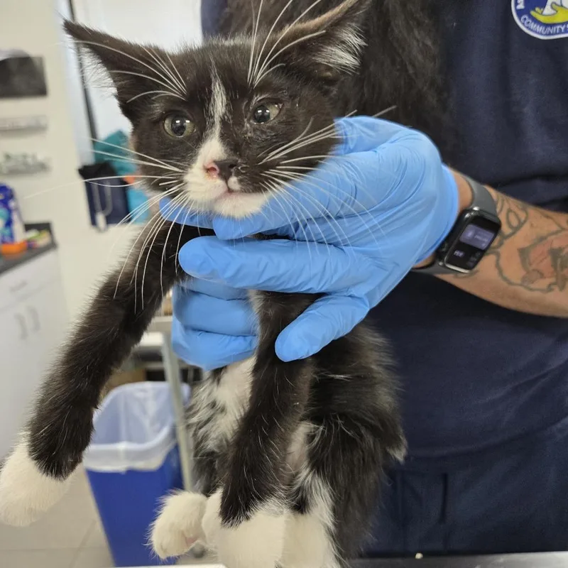 A baby small-sized female Black Domestic Short Hair cat named Haley for adoption in Newark, NJ