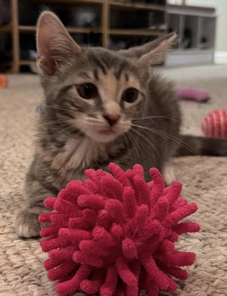 A baby small-sized female Tabby cat named Rumours: Dreams for adoption in Warren, CT
