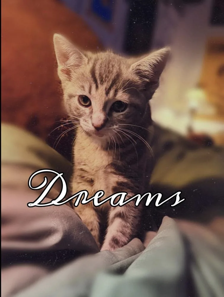 Rumours: Dreams thumbnail 6