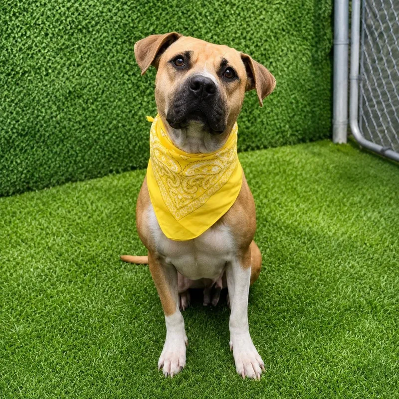 A young medium-sized female Golden American Staffordshire Terrier dog named Coco for adoption in Oak Point, TX