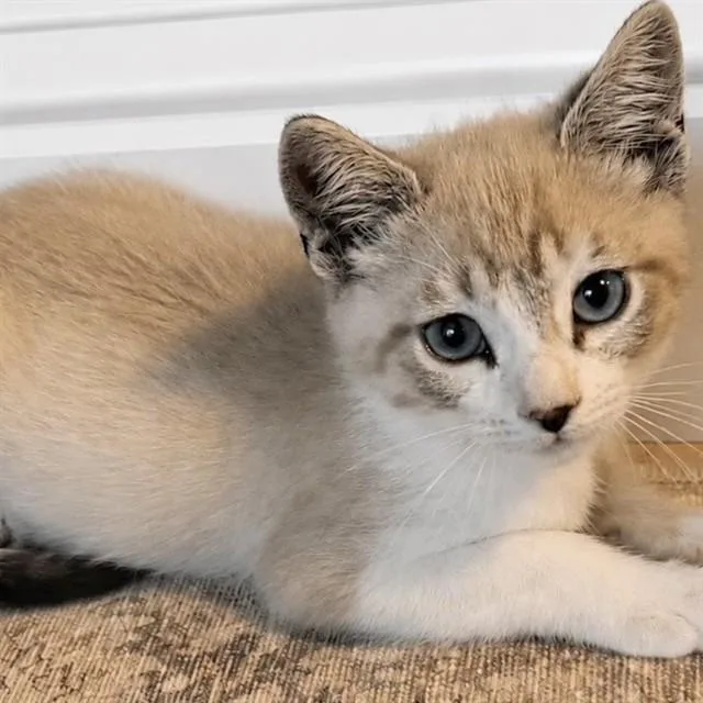 A baby small-sized male Domestic Short Hair cat named Pluto for adoption in Auburn, CA