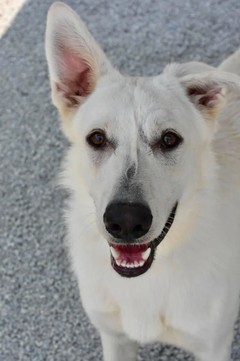 A young large-sized female White / Cream White German Shepherd dog named Winnie for adoption in Bowling Green, OH