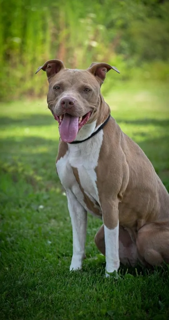 Nova