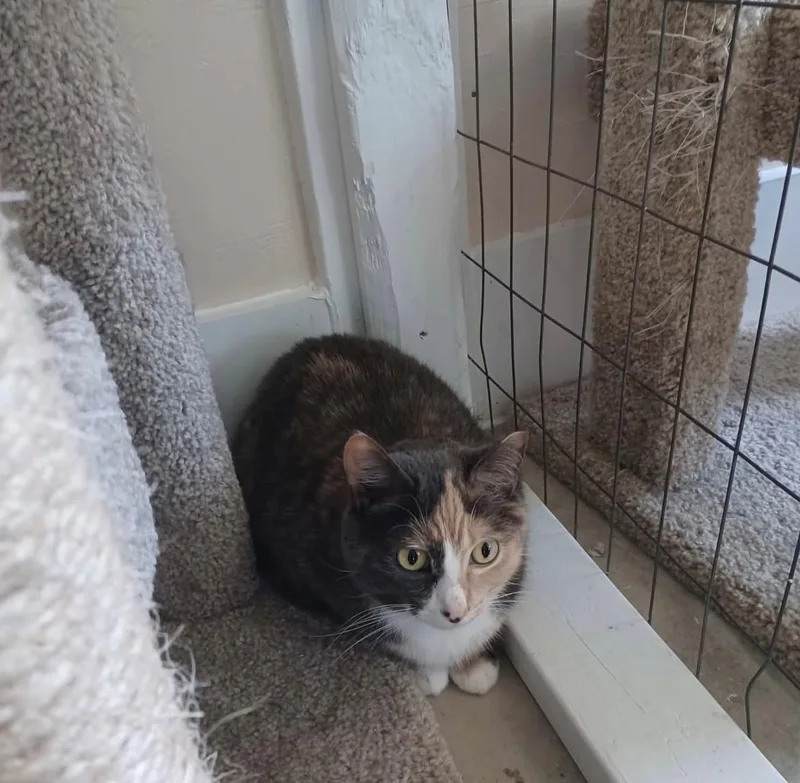 An adult medium-sized female Dilute Calico cat named Kiran for adoption in Walworth, WI