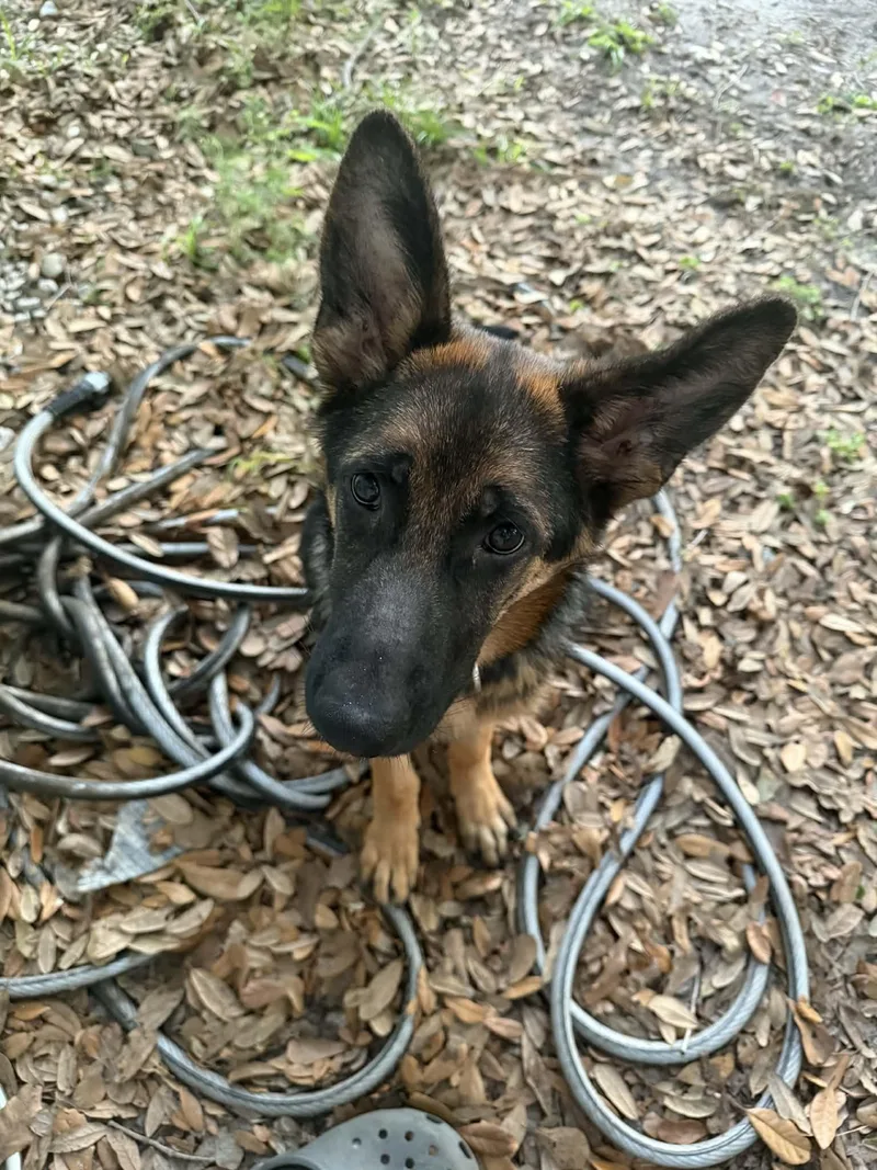 A baby medium-sized female German Shepherd Dog dog named Sky for adoption in Bradenton, FL