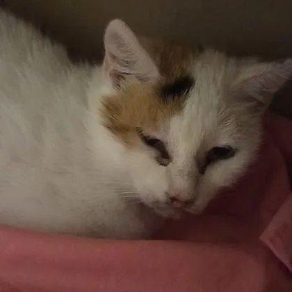 An adult large-sized female Domestic Short Hair cat named Gardevoir for adoption in Voorhees, NJ