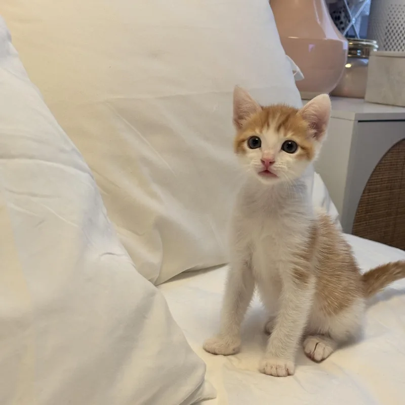 A baby small-sized female Orange & White Domestic Short Hair cat named Lottie for adoption in El Segundo, CA
