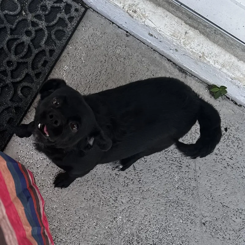 An adult small-sized female Dachshund dog named Nala for adoption in West Palm Beach, FL
